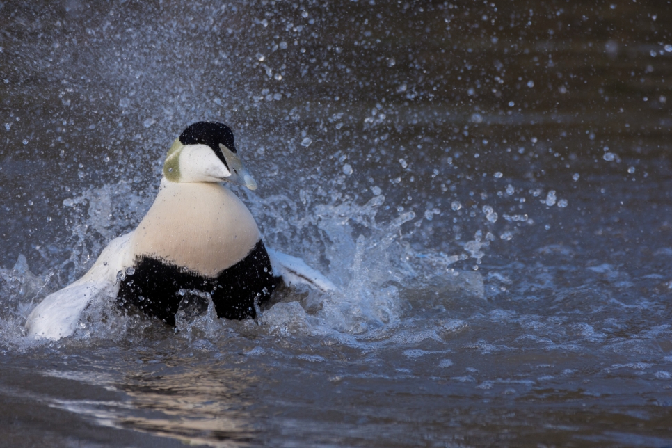 How our animals keep their cool in hot weather